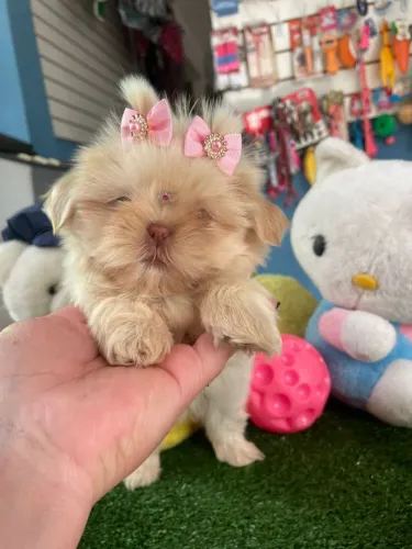 Shihtzu fêmea mini cor exótica fucinho chocolate
