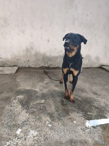 Doação de Rotweiller 