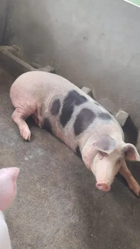 VENDO UM CASAL DE PORCO.