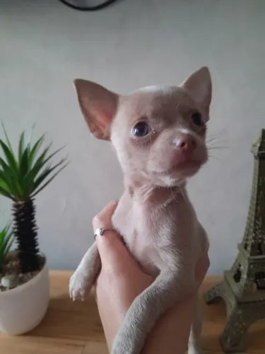 Chihuahua lilac e chocolate