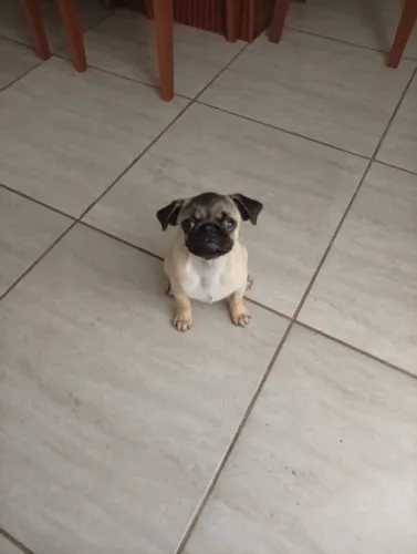 Filhote de Pug
