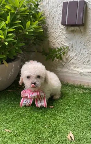Poodle microtoy raridade fêmea para quem quer um pet sempre pequeno