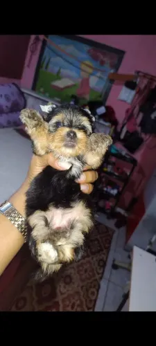 Filhote yokshile fêmea 