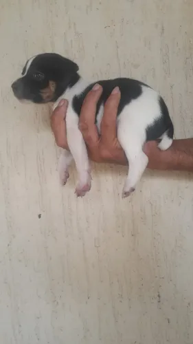 Animais de estimação