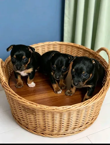 Filhotes lindos 