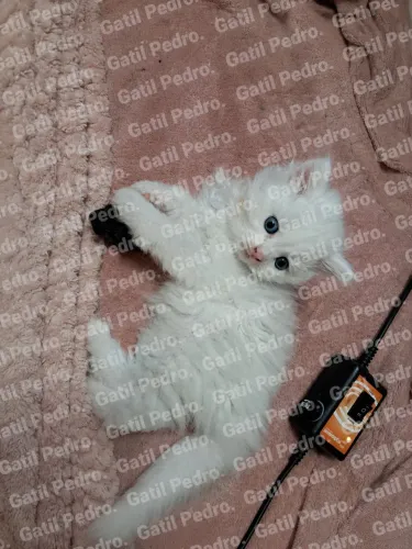 Angora turco a pronta entrega!