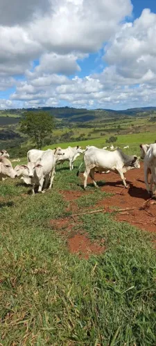 FAZENDA A VENDA