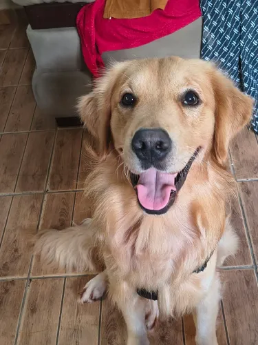 Golden Retriever Procura NAMORADA