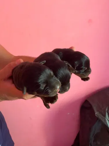 Rottweiler