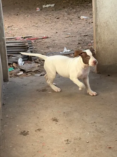 Vendo filhote fêmea 