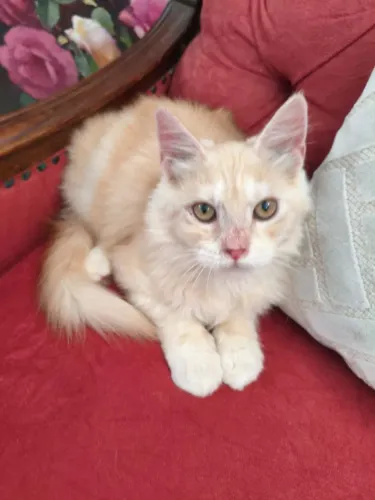 Topissimo Maine Coon 