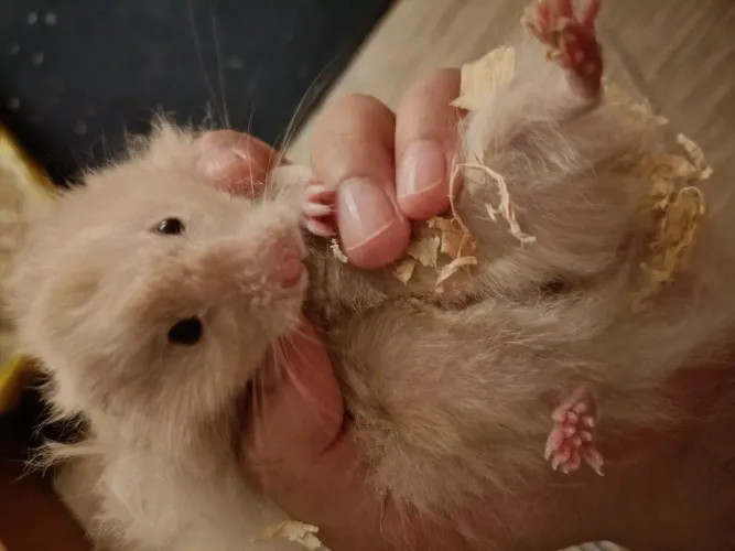 Hamster sírio angorá macho