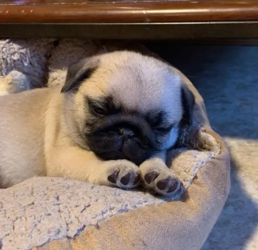 Pug Um doguinho que encanta em cada detalhe