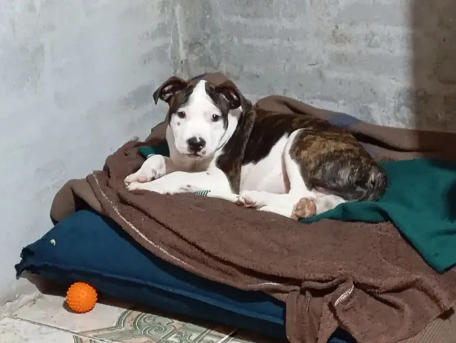 American staffordshire terrier macho 