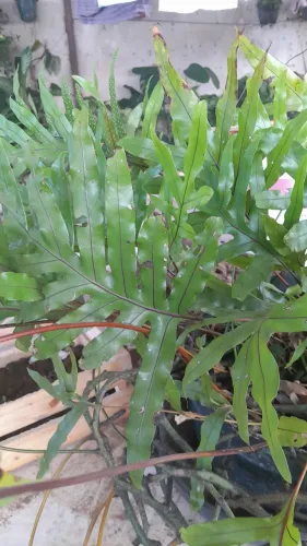 Planta já pegadas
