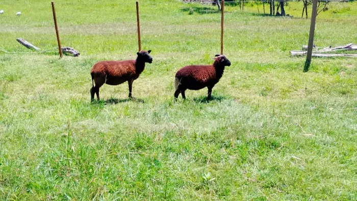 Ovelha crioula com cordeiro