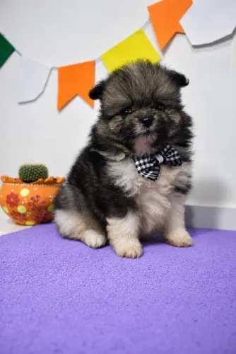 Lulu da pomerania
