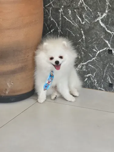 Filhote Spitz Alemão Macho