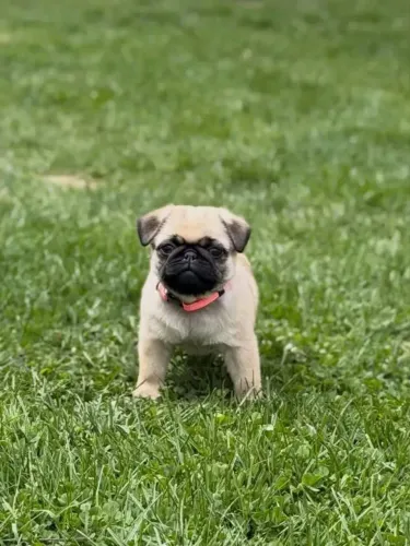 Vendo filhote de pug mini