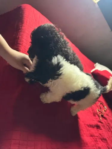 Poodle toy pra vender logo
