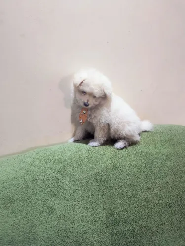 Pooodle: Mestiço C/Spitz Machinho Vacinado Branco (R$799.00