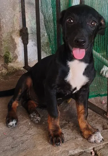 Doação filhote de Pinscher com salsicha 