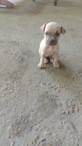 Cachorro pitbull
