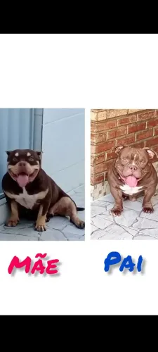 American Bully filhotes Parcelamos 