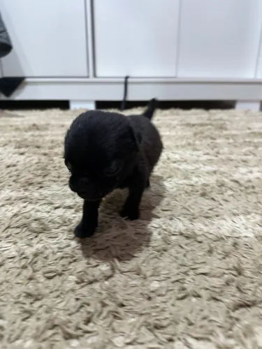 pug filhote