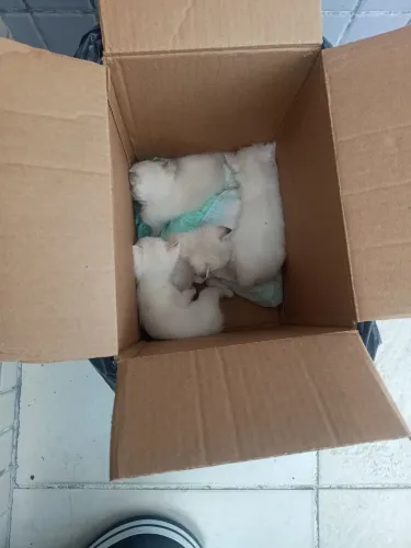 Gatinhos para doação
