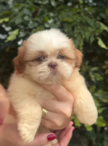 Shih Tzu fêmea