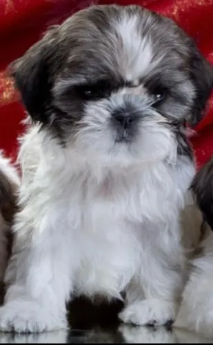 Shih tzu filhote fofo e docil