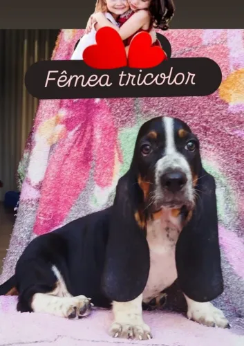 Basset Hound tricolor lindos filhotes 