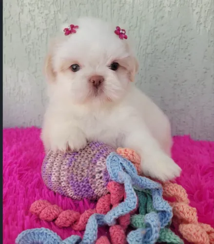 Shih tzu fêmea e macho micro exóticos 