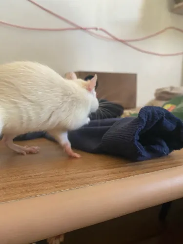 Rato twister - Adoção! ?