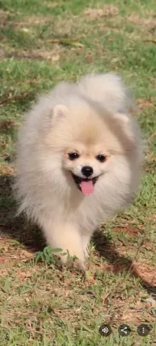 Spitz alemão Filhotes