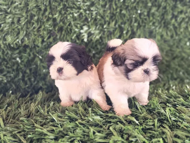 Shitzu/Shih tzu