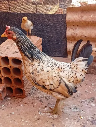 Galinha