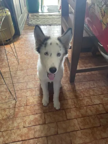 Husky siberiano