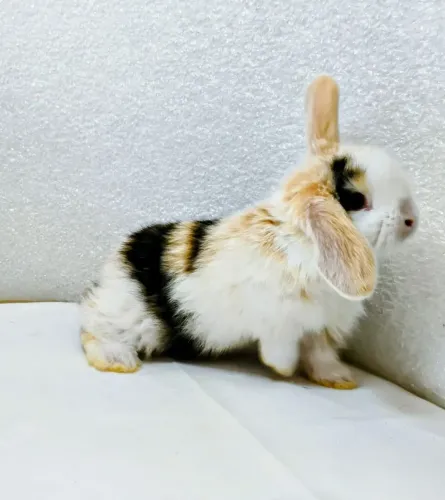 Filhotes de Mini Coelhos 