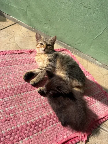 Doação de gatinhos 