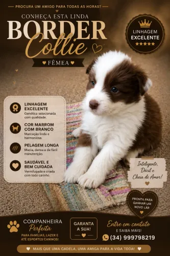 Border Collie Fêmea 