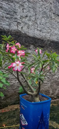 Rosas do Deserto