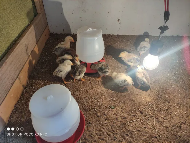 Venda de pintinhos
