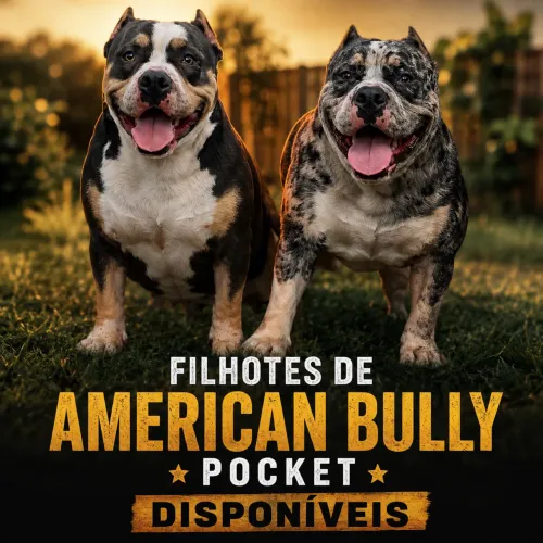 American Bully Pocket