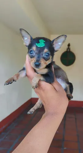 Pinscher - seu latido é um ato de carinho