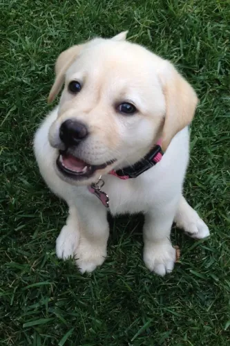 Filhotes de Labrador | Adora companhia.