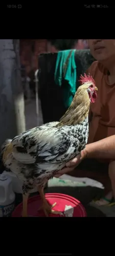 Frango gsb 249