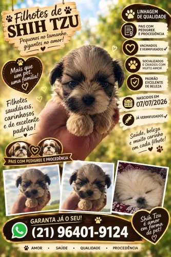 Filhote de Shitzu é de Lulu da palmerania