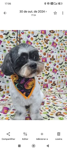 Doa-se cãozinho Shih Tzu